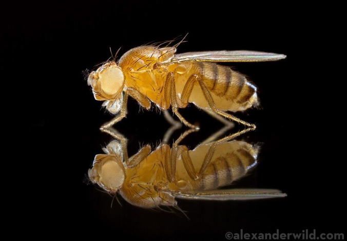 A photo by Alex Wild, reproduced here with permission. See more of his work here.