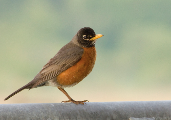 Robin! (photo by Sean McCann, reproduced here, with permission)
