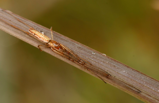 A long-jawed orb-web spider (Tetragnatha), by Sean McCann, reproduced here with permission.