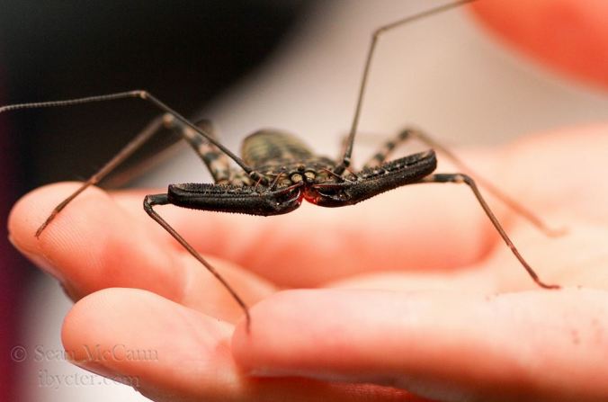 Arachnologists get to study these cool things... Photo by Sean McCann.