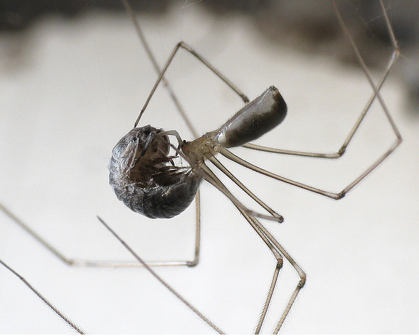 A cellar spider, with prey (c) A. Bradford
