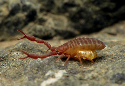 The Arctic pseudoscorpion Wyochernes asiaticus (copyright C. Ernst, reproduced here with permission)