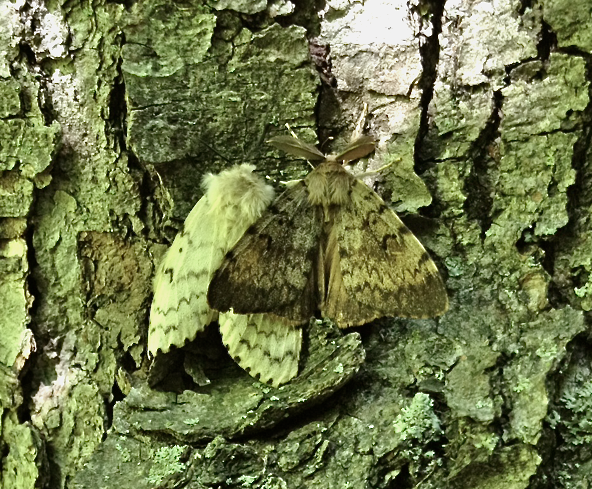 Female (l) and male (r) Gypsy moth, caught in the act.