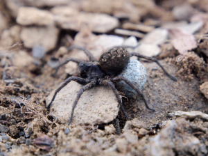 A wolf spider (Lycosidae)