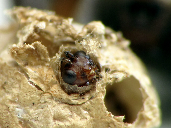 A Gelis emerging from a wolf spider egg sac. Photo by Crystal Ernst, reproduced here with permission.