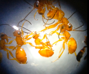 Looking down the microscope - all those Gelis!