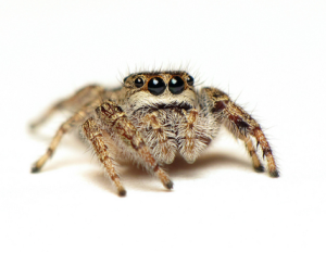 A beautiful jumping spider. Photo by C. Ernst, reproduced here with permission.