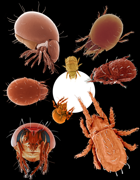 8 Oribatid mites scaled to a 12 pt Times Roman period (0.5 mm dia.).  Photo by D. Walter, reproduced here, with permission.  You should visit his blog.