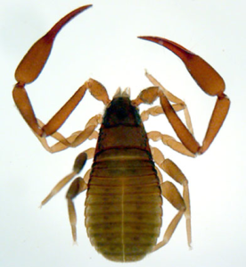 Chelifer cancroides - my photo which was used to design the pendant