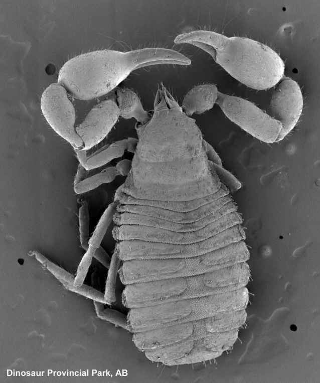 SEM of a pseudoscorpion (Chernetidae) - copyright D. Walter (reproduced here with permission)