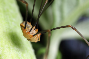 A lovely Harvestmen - photo by B. Valentine, reproduced here with permission
