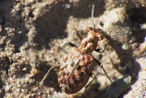 A very nice Arctic beetle! (photo by C. Ernst, reproduced here with permission)