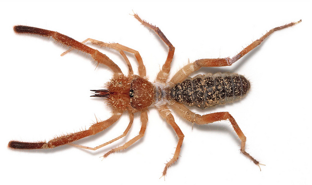 A Solifugid - this stunning image is courtesy of Joe Lapp ("spider joe"), reproduced here with permission.