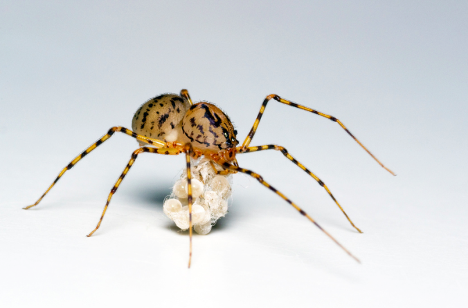 A spitting spider, photo by Chris Ruijter (reproduced here, with permission)