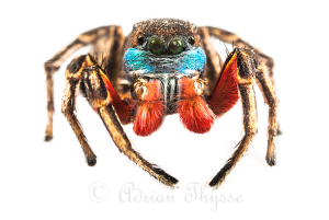 Habronattus americanus - photography by A. Thysse (reproduced here, with permission)
