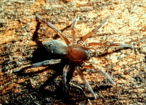 Cybaeopsis euopla - lovely little spiders! (Photo by C. Buddle)