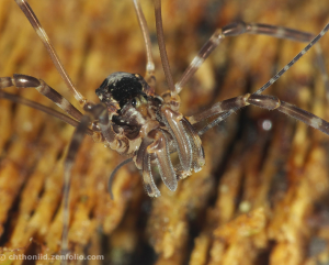 A charming harvestmen. © Chthoniid, reproduced here with permission.