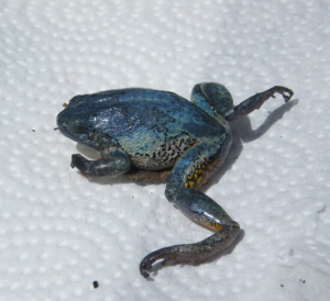 This is a Gray Treefrog that is blue. Photo © R. Dickson