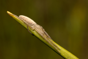 Philodromidae