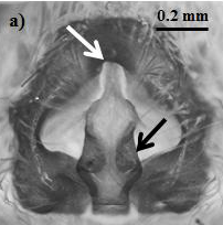 The epigynum of a wolf spider species, (part of) the topic of Katie's research.