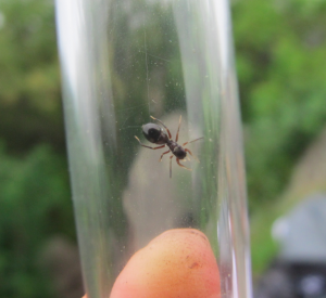 A jumping spider, not an ant! (Photo by Yifu Wang)