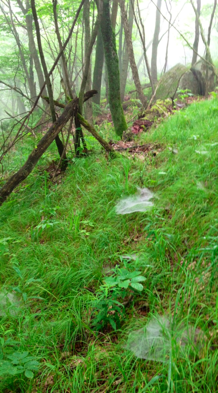 Agelenopsis webs
