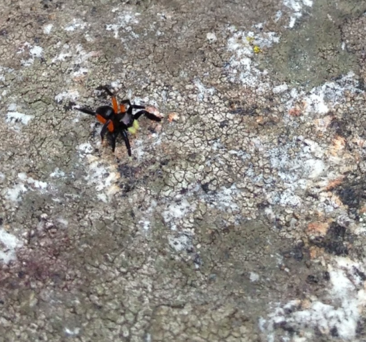 Euophrys monadnock, atop Mont St Hilaire