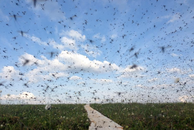 Mosquitoes in the Arctic (photo by J. Krause, promoted by Amanda Koltz)