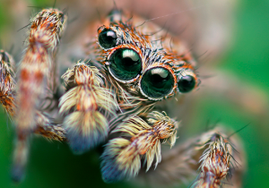 Sitticus fasciger, photo by Thomas Shahan, reproduced here with permission (see more of his work here!)