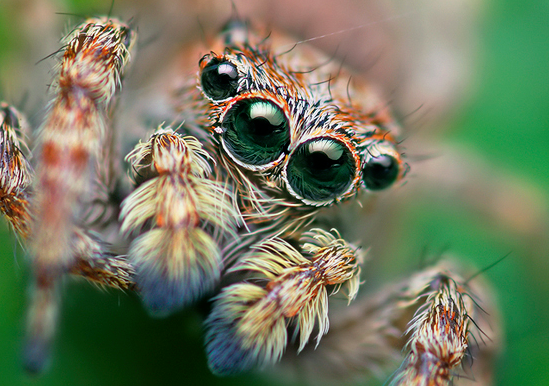 Sitticus fasciger, photo by Thomas Shahan, reproduced here with permission.