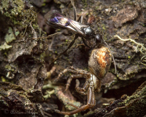 Dipigon sayi with Xysticus prey