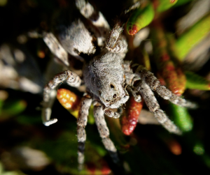 Arctic wolf spider (Lycosidae), genus Alopecosa