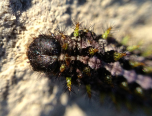 An Arctic Lepidoptera