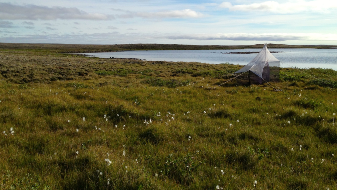 A malaise trap on the tundra - designed to collecting flying insects