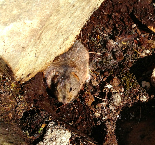Bird food. Aka lemming.