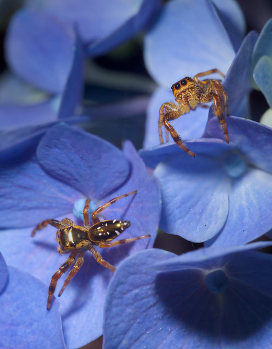 Salticidae