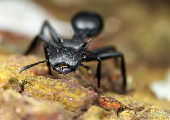 Cephalotes atratus (photo (c) A. Wild) - THANKS Alex, for allowing me to post your photos on Expiscor!