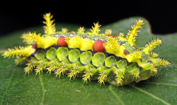 The Spiny Oak Slug (copyright C. Ernst)