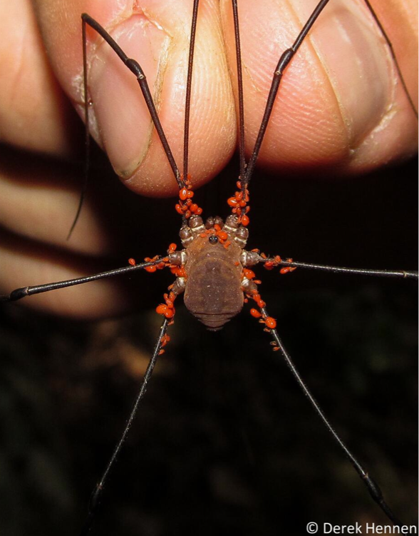 Get a load of this Harvestman! (photo courtesy or Derek Hennen, reproduced here with permission)