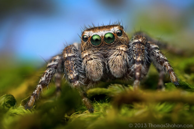 Jumping spiders are the best.