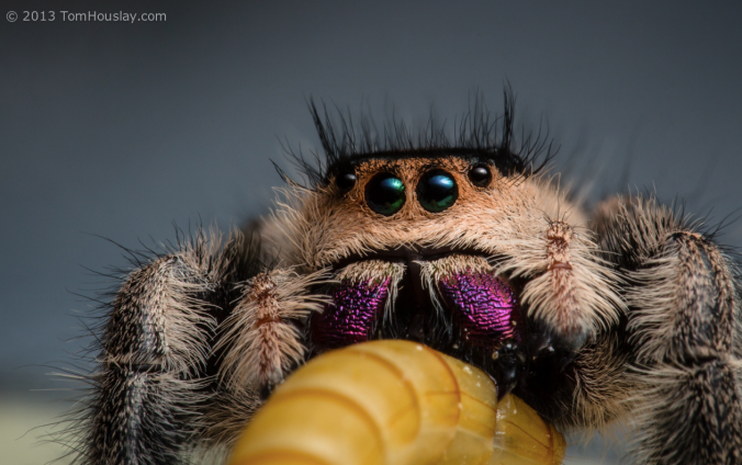 Phidippus regius, by T. Housley