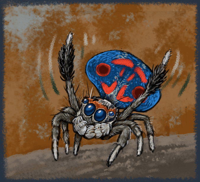 A male peacock spider (Maratus amabiis), doing his dance. [by A. Seago, reproduced here with permission]