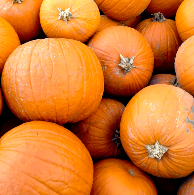 Pumpkin season!
