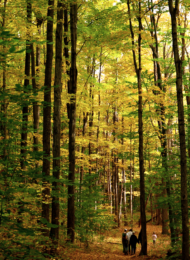 Hiking in a local forest.