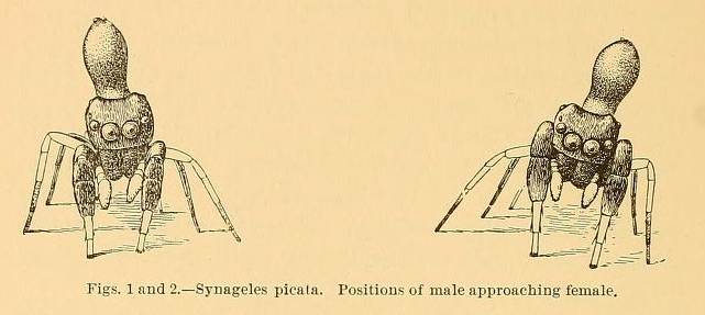 From the Peckham's 1892 publication.