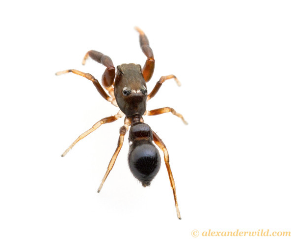 A species of jumping spider in the genus Peckhamia (photo by Alex Wild, reproduced here with permission)