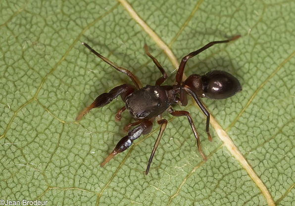 A Peckhamia picata, from Quebec (Photo by J. Brodeur, reproduced here with permission)