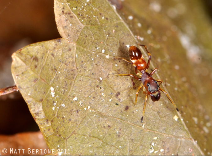 Another Peckhamia species, courtesy of Matt Bertone (reproduced here, with permission)