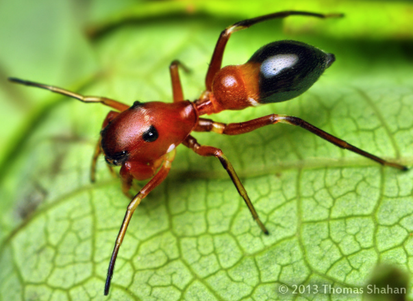Another stunning Peckhamia species, this one from Thomas Shahan.