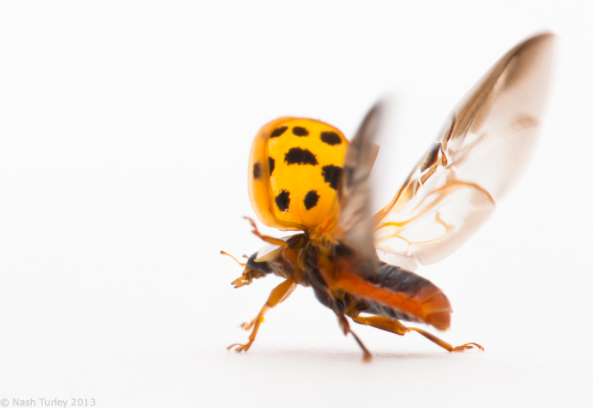 Expiscor is flying away to SciLogs (photo by N. Turley, reproduced here with permission)